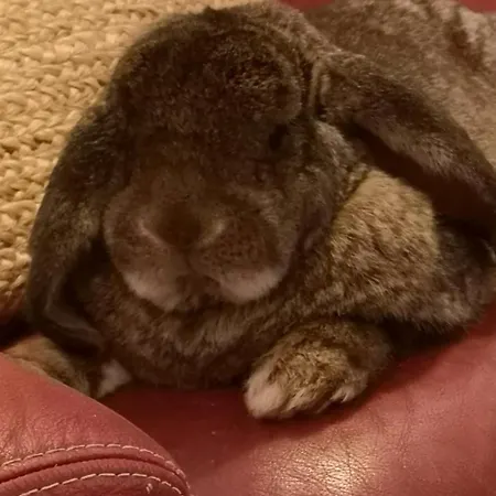 La Ferme Du Grand Bois 民宿