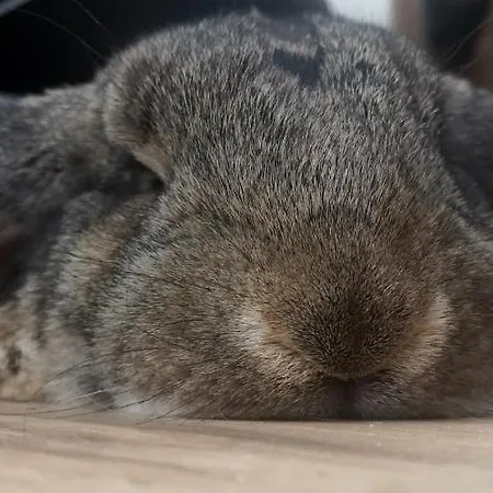 民宿 La Ferme Du Grand Bois Mouterre-Silly