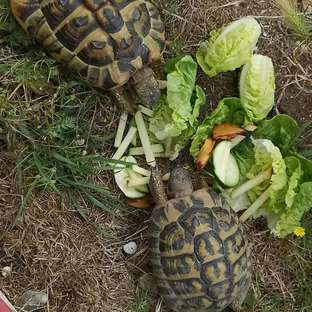 La Ferme Du Grand Bois *