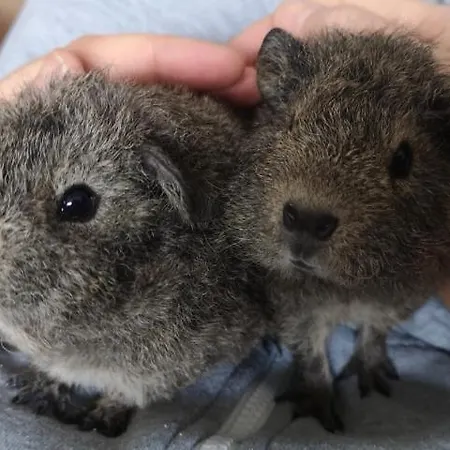La Ferme Du Grand Bois * Mouterre-Silly