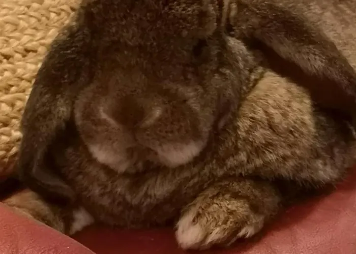 La Ferme Du Grand Bois Homestay