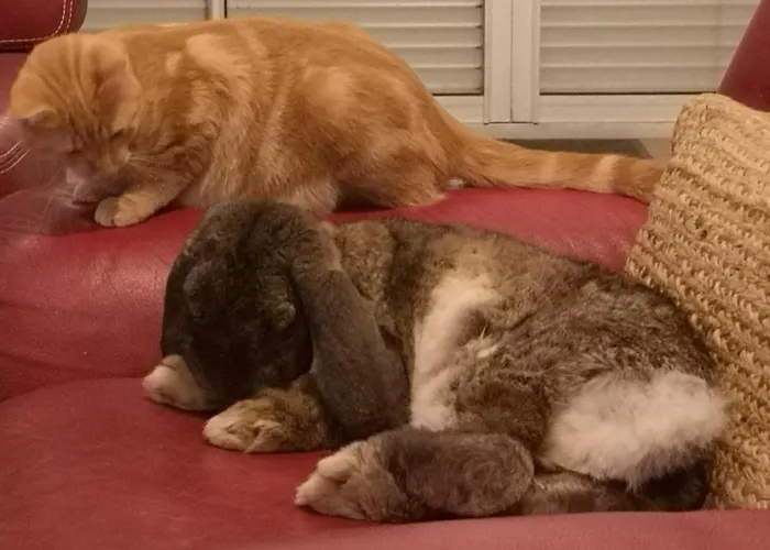 La Ferme Du Grand Bois